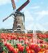 景观风车 荷兰风车 水车