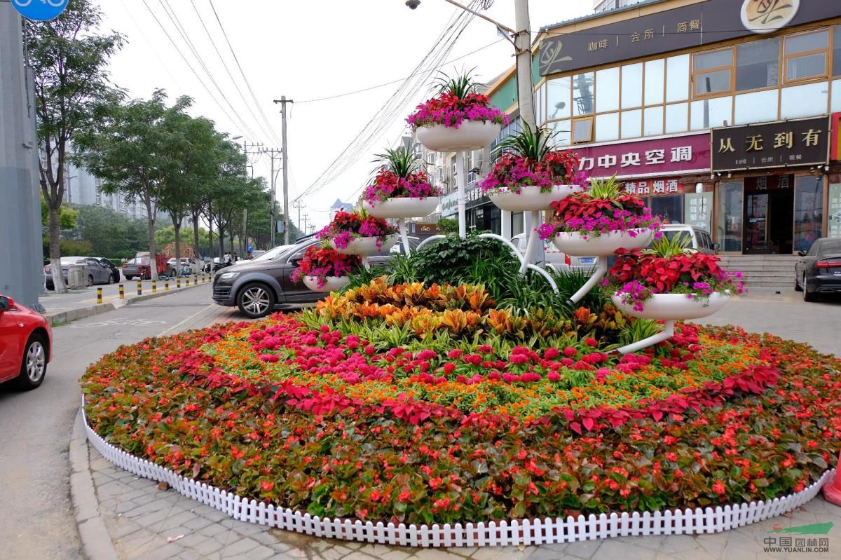 专题 _ 1000万盆鲜花、18.4万平方米花坛花镜绽放申城街头，喜迎国庆和进口博览会